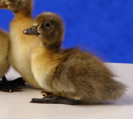 Day old Blue Swedish Duckling