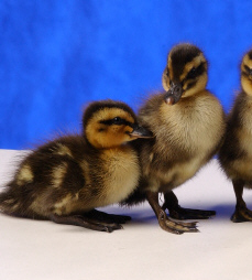 Day old Rouen baby ducklings