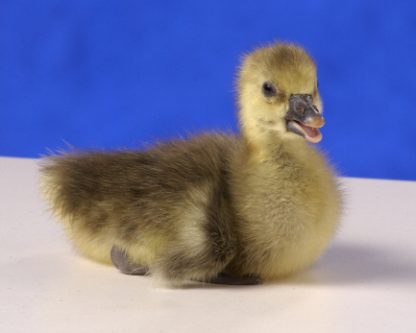 Day old Toulouse Gosling