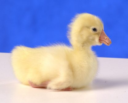 Day old White Chinese Gosling