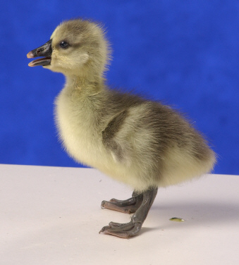 Day old African Gosling