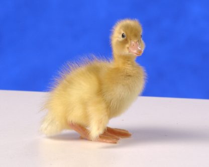 Day old Fawn and White Runner Duckling