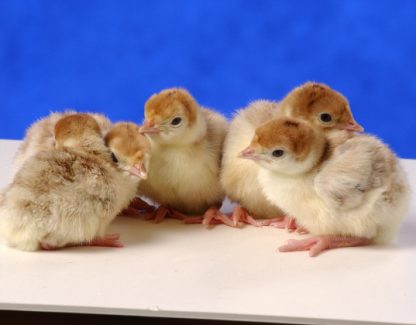 Day Old Bourbon Red Turkey Poults