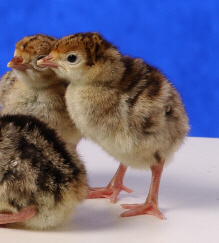 Day old Bronze Breasted Turkey Poults