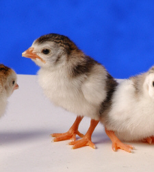 Day old Royal Purple Guinea Keets