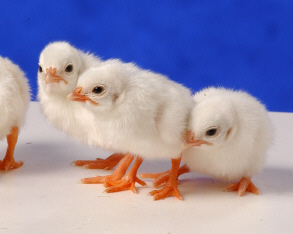 Day old White African Guinea Keets