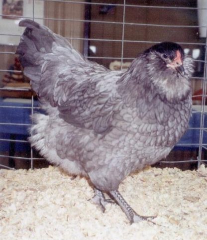 Easter Egg Chicken Hen