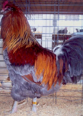 Easter Egger Chickens & Baby Chicks for Sale