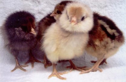 Easter Egg Chicken Chicks