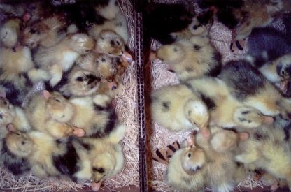 Just hatched Ancona ducklings in shipping box