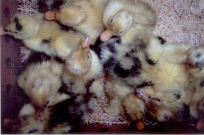 Just hatched Ancona ducklings in shipping box