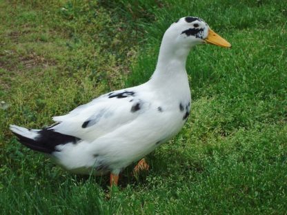 Ancona Ducks-3551