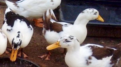 Ancona Ducks