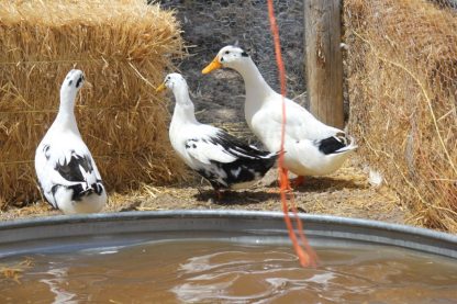 Ancona Ducks