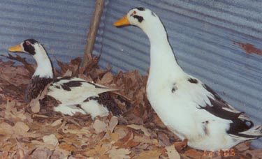 Pair of Ancona Ducks, Hen on left, Drake on right