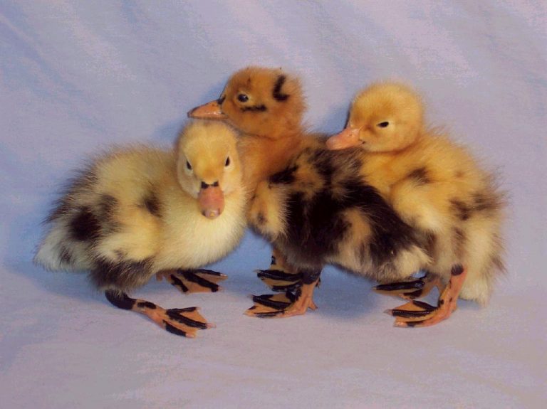 Ancona Ducks Baby Ducks for Sale Cackle Hatchery®