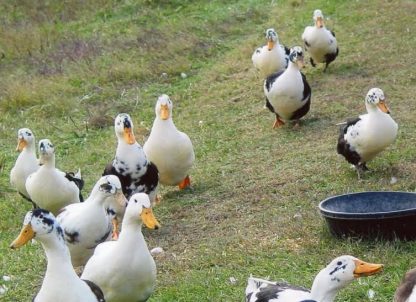 Ancona Ducks