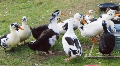 Ancona Ducks