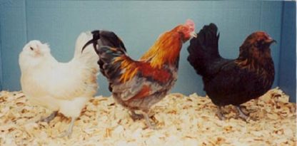 Easter Egg Bantam Chickens