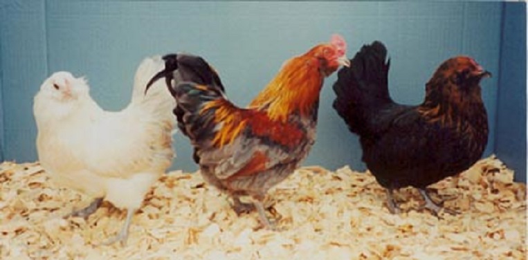 easter egger chicken colors
