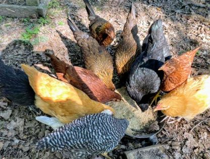Hatchery Choice Brown Egg Females
