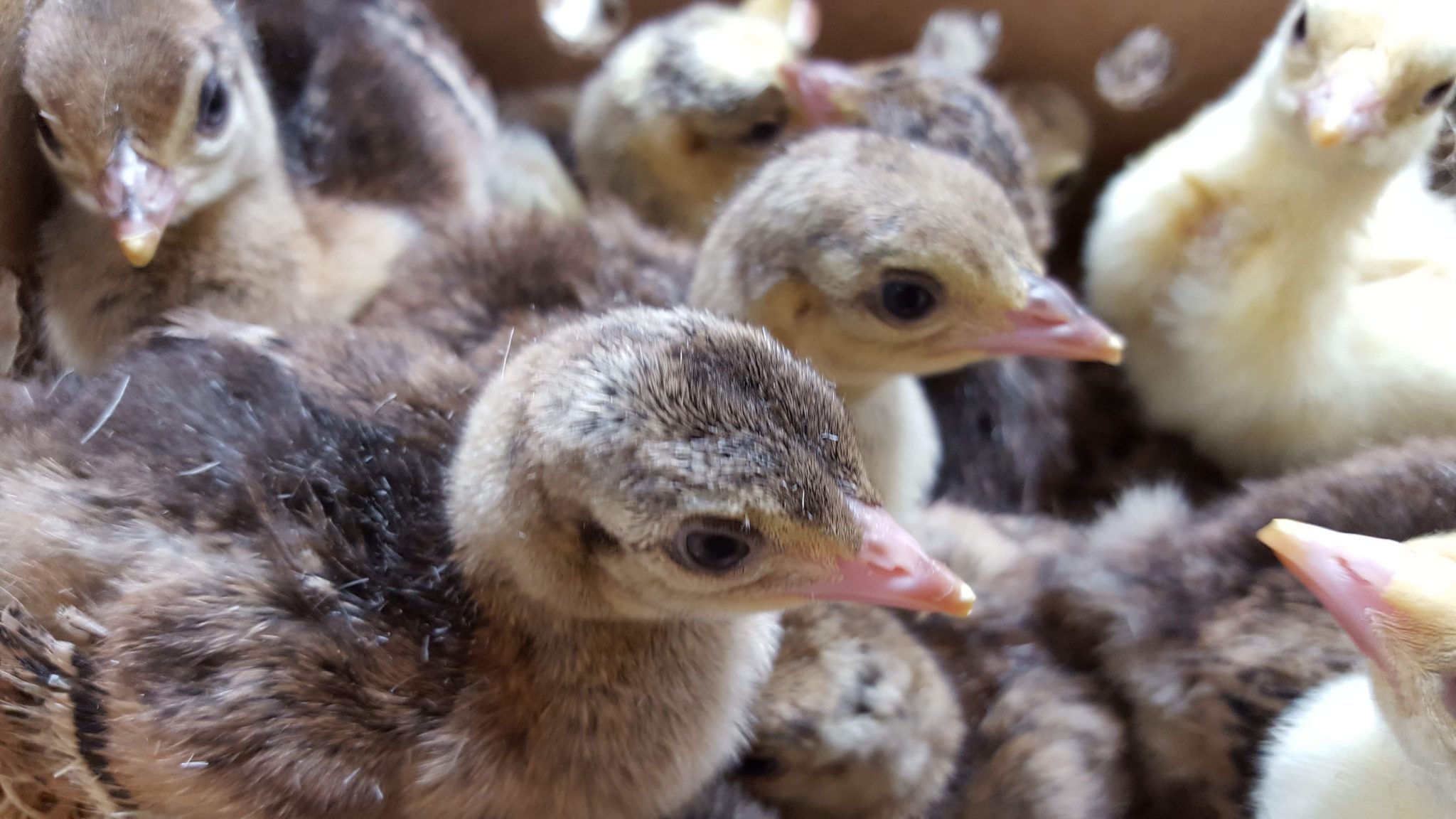 Peafowl for Sale - Assorted Peafowl Chicks | Cackle Hatchery®