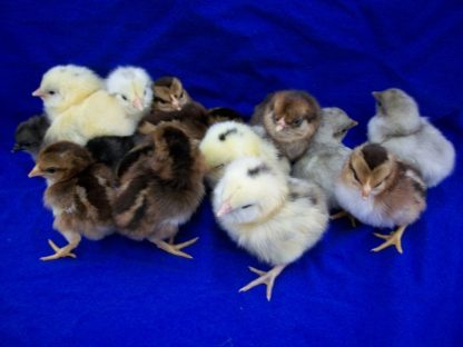 Clean Leg Bantam Assortment Special