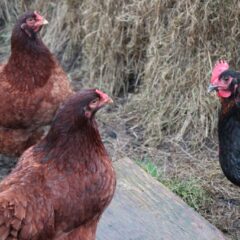 Hatchery Choice Pullets