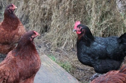 Hatchery Choice Pullets