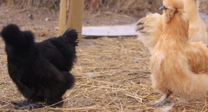 Silkie Bantam Special