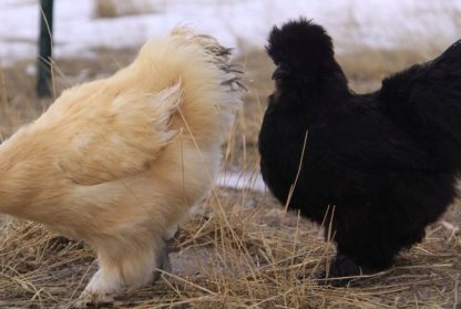 Silkie Bantam Special