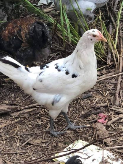 Austria White Chicken