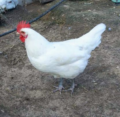 Austra White Chicken