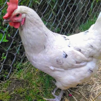Austria White Chicken