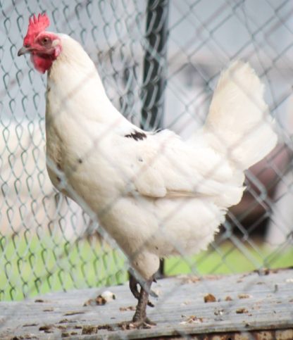 Austra White Pullet Chicken Breed