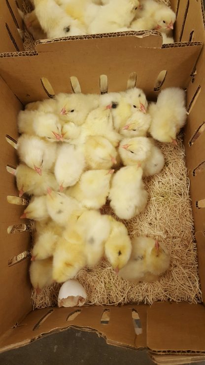 Austra White Chicks for Sale