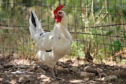 Austra White Chicken Breed pullet