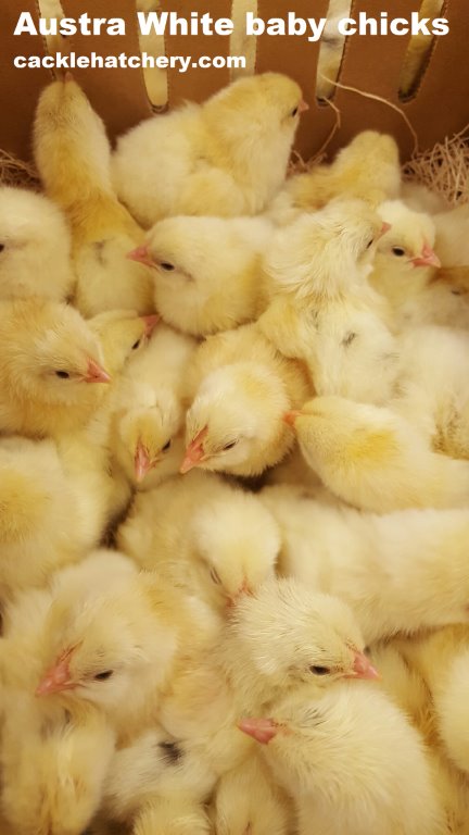 Austra White - White Egg Laying Chickens for Sale