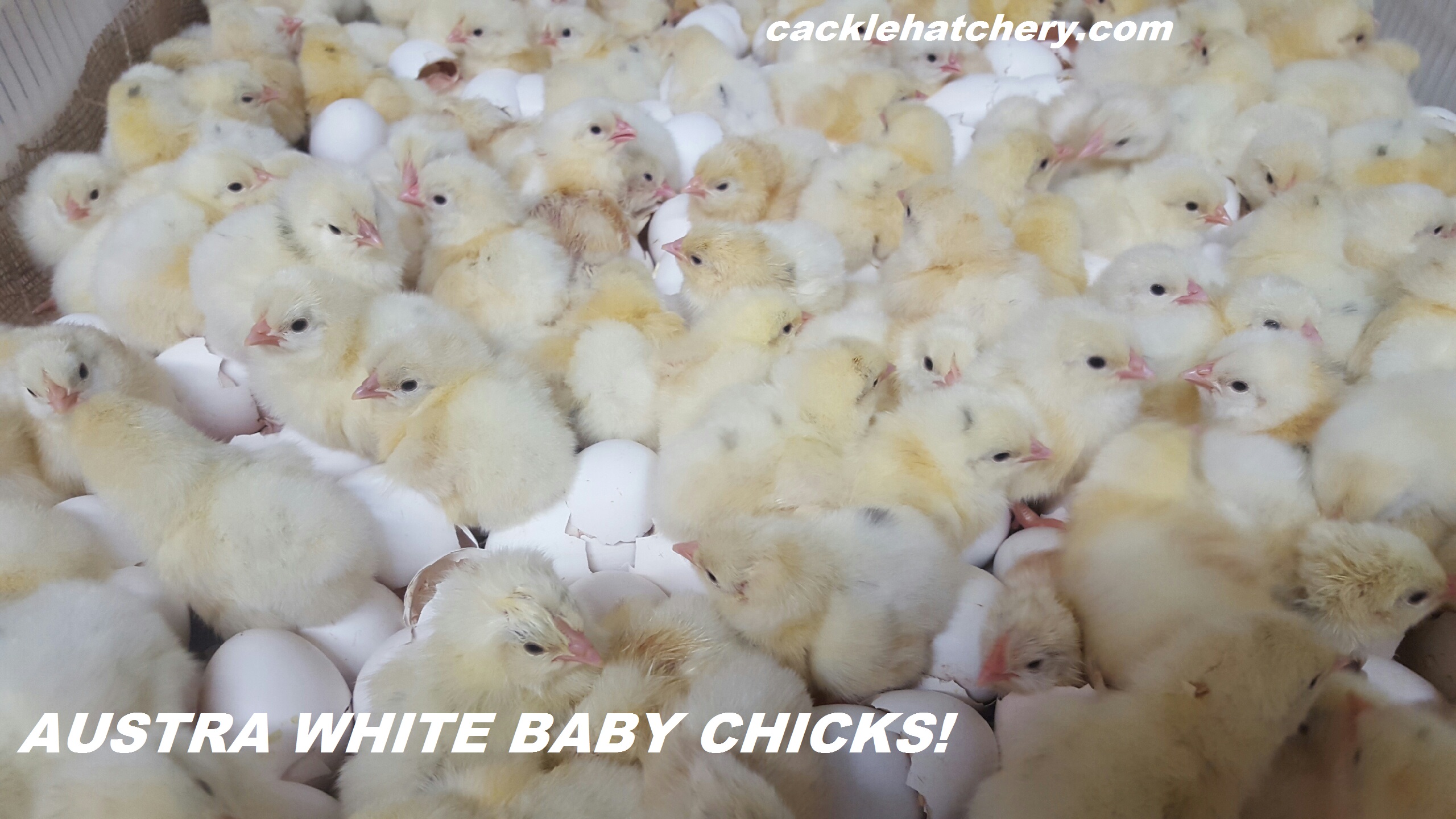 Austra White - White Egg Laying Chickens for Sale