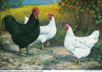 Artist print rendition of Austra White hen (right) and parent stock Chickens to the left. Print credit to Watts Publication