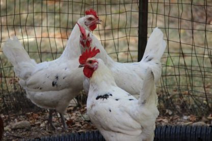 Austra White Chicken Breed Pullets