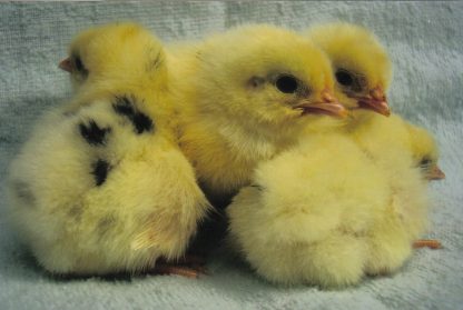 Austra White Day old Chicks