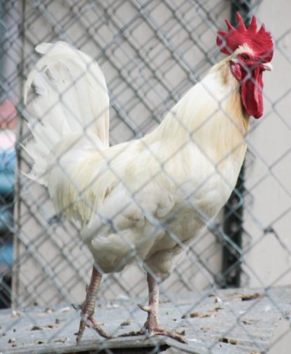 Austra White Rooster Chicken Breed