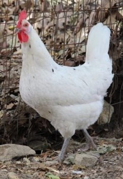 Austra White Chicken