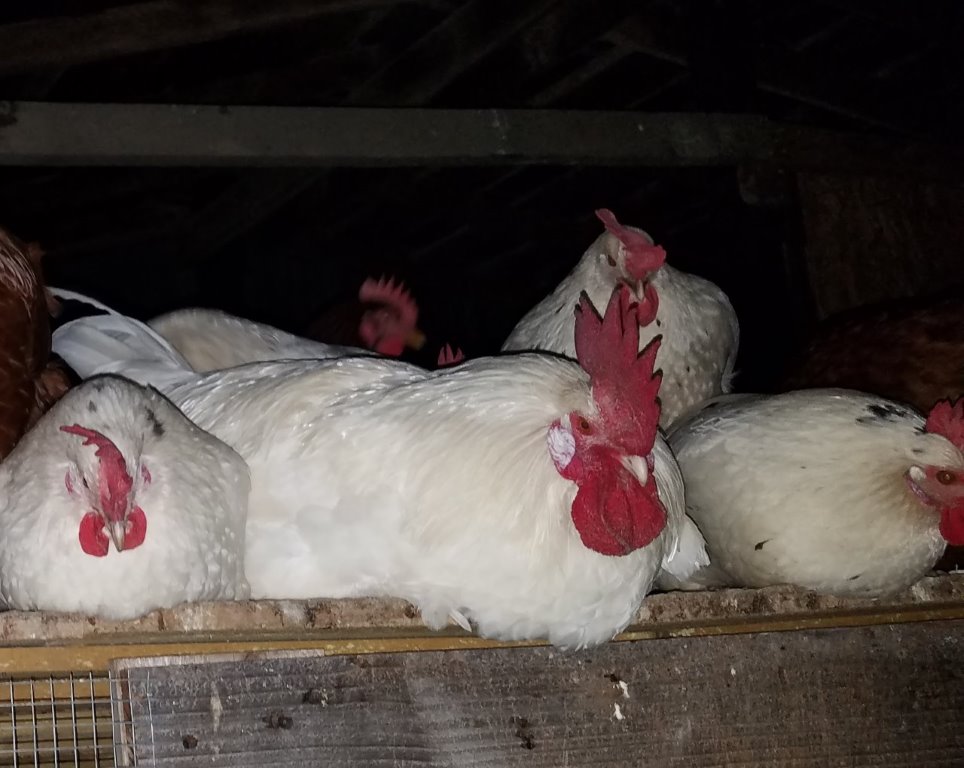 Austra White - White Egg Laying Chickens for Sale