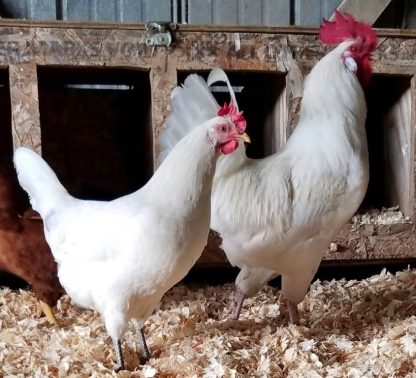 Austra White Chickens