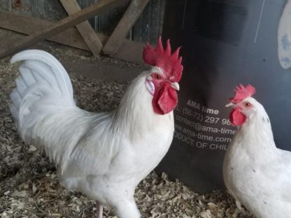 Austra White Chickens