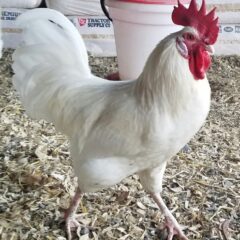 Austra White Chicken