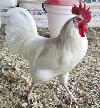 Austra White Chicken
