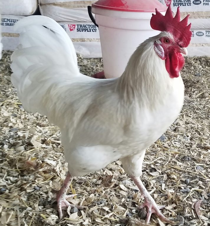 Austra White - White Egg Laying Chickens for Sale | Cackle Hatchery®